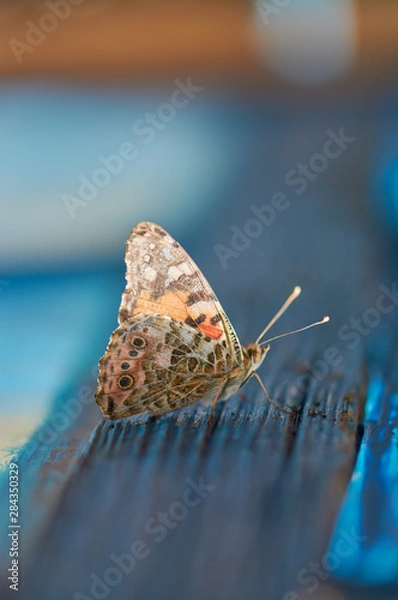 Fototapeta A beautiful butterfly in profile, on a decrepit wooden bar