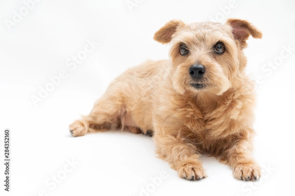 Obraz ノーフォークテリア 犬