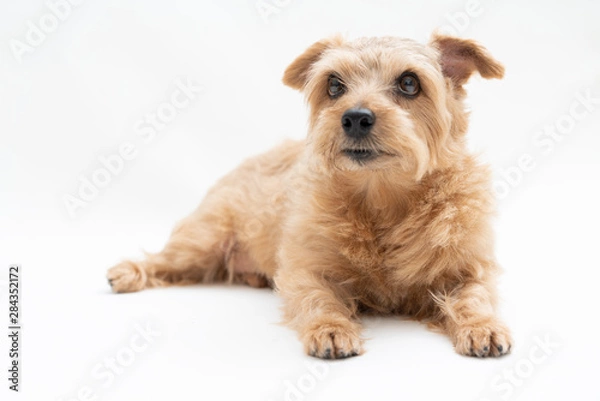 Obraz ノーフォークテリア 犬