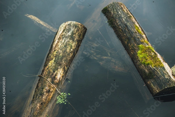 Obraz Old logs in the water