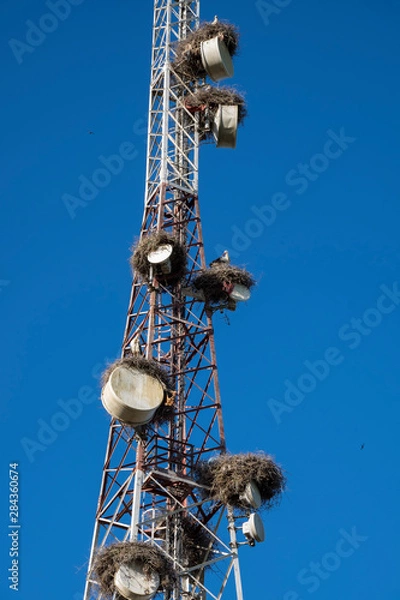 Fototapeta Morocco. Stork nests on communication tower.