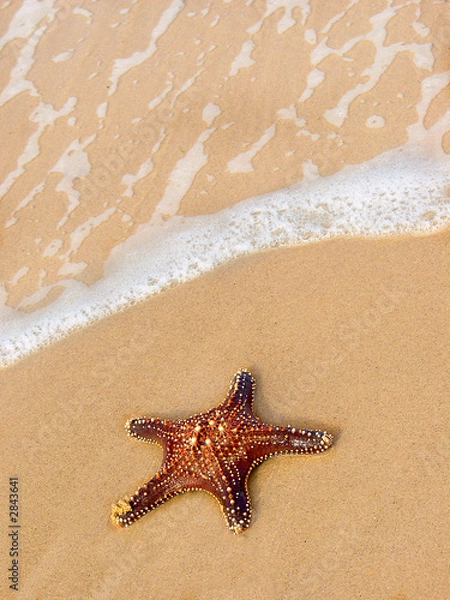 Obraz starfish on the beach