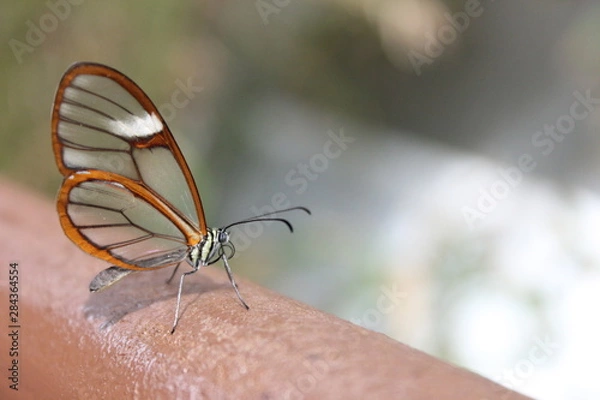 Obraz Kostaryka Clearwing