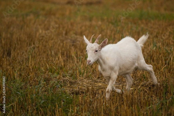 Obraz goatling on the meadow