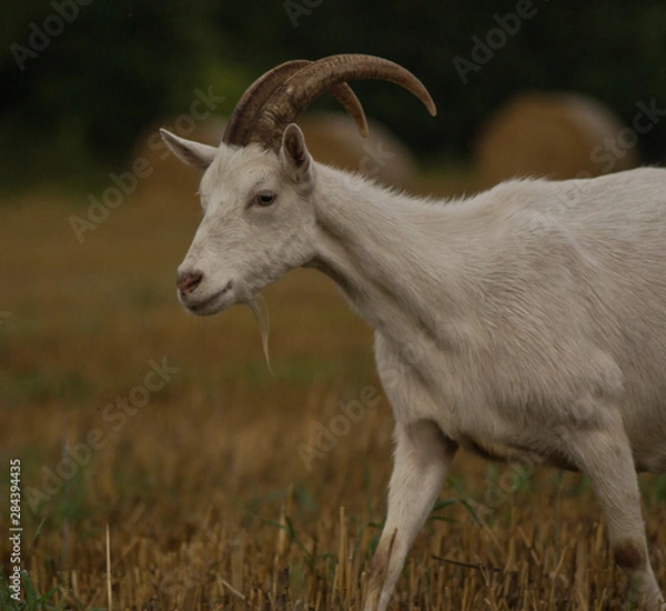 Obraz goat walks