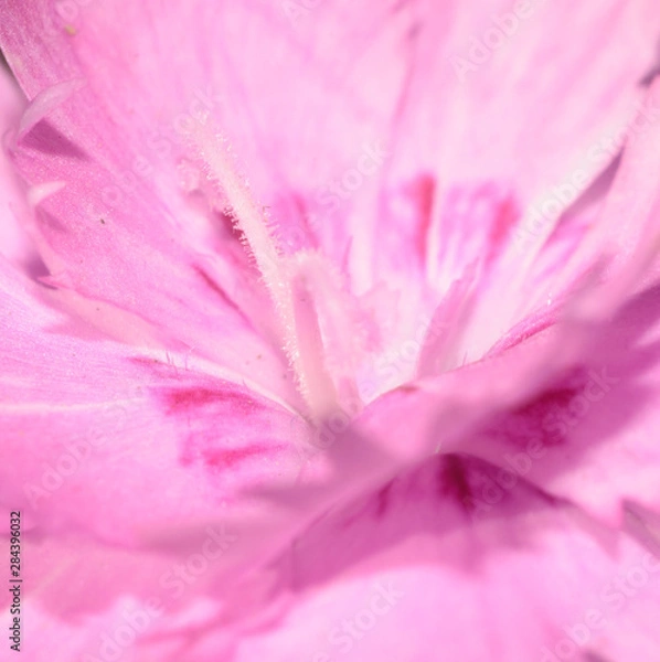 Obraz pink flower closeup