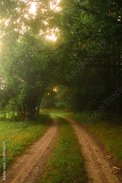 Fototapeta magic road in the forest