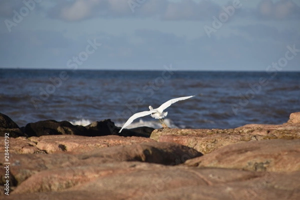 Obraz Heron landing on rock.