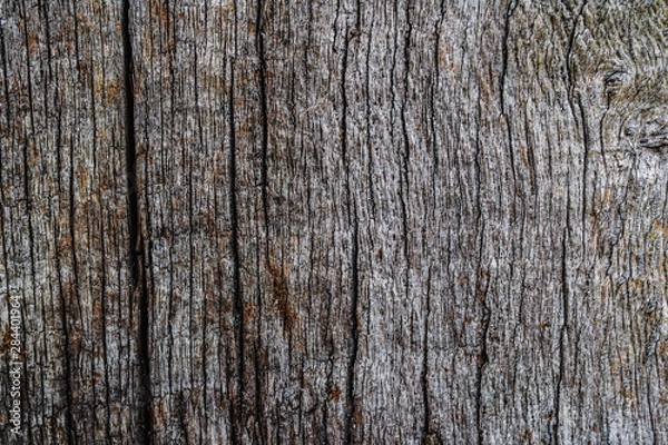 Fototapeta old wood slice with cracks, abstract texture