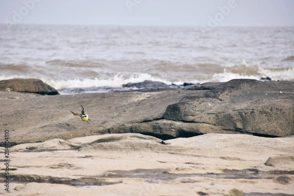 Obraz Bird taking off between rocks.