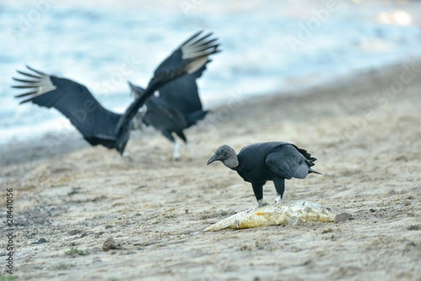 Obraz jote cabeza negra