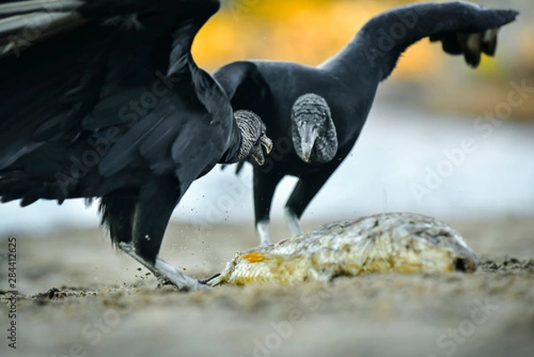 Obraz jote cabeza negra