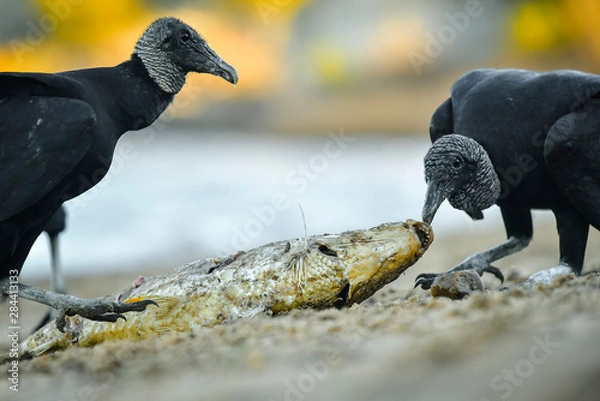 Obraz jote cabeza negra