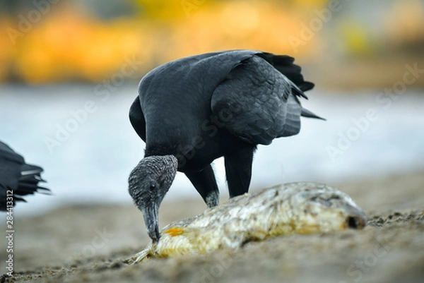 Obraz jote cabeza negra