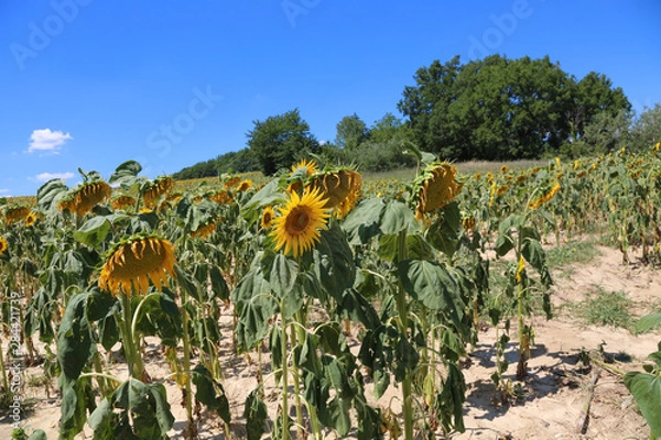 Fototapeta A dried field of sunflowers in summer in France on a sunny day against a blue sky