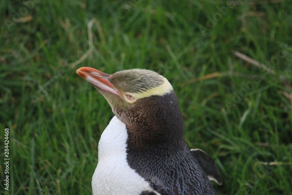 Obraz Yellow Eyed Penguin