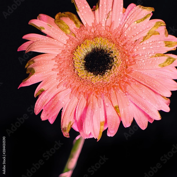 Obraz Pink Gerbera Daisy Flower