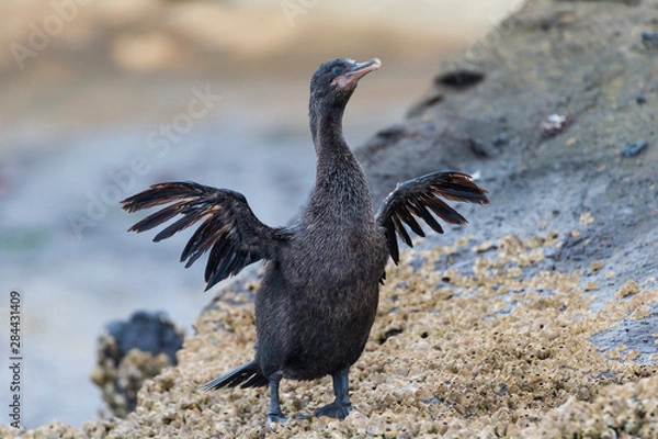 Fototapeta Ecuador, Galapagos Islands, Isabela, Tagus Cove, flightless cormorant (Nannopterum harrisi) drying its wings.