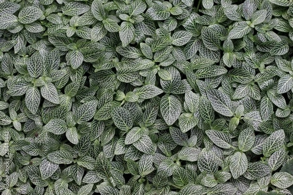 Obraz Nature's texture