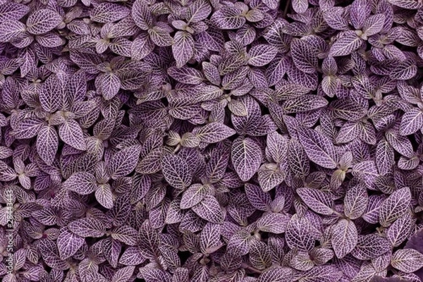 Obraz Texture végétale