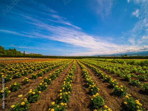 Fototapeta 青空の北海道