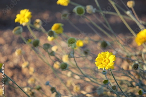 Obraz Yellow Flowers