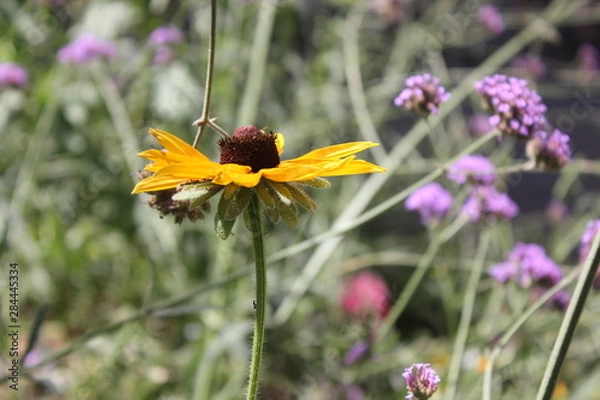 Obraz Black Eyed Susan