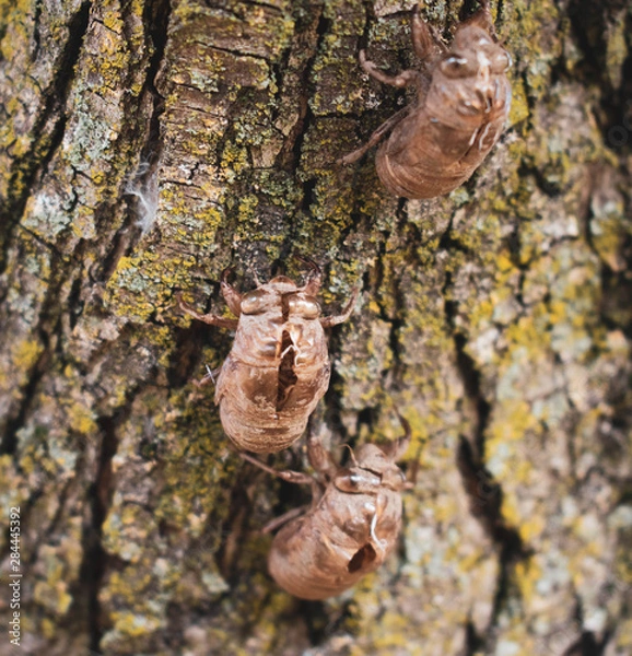 Obraz Three Cicada Shells on a Tree Trunk