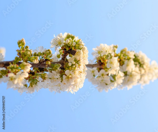 Fototapeta Prunus avium Flowering cherry. Cherry flowers on a tree branch