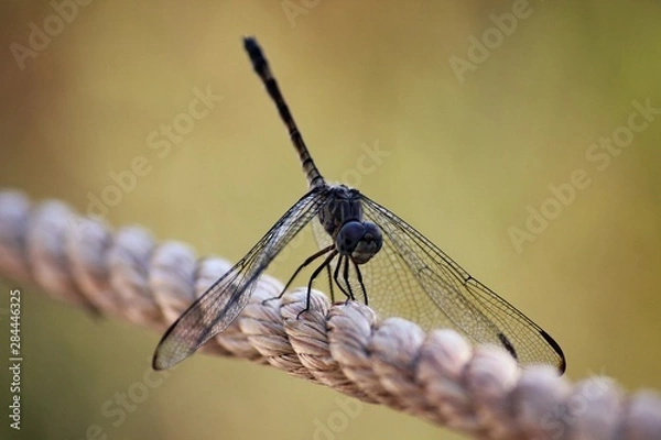 Obraz Dragonfly on Rope