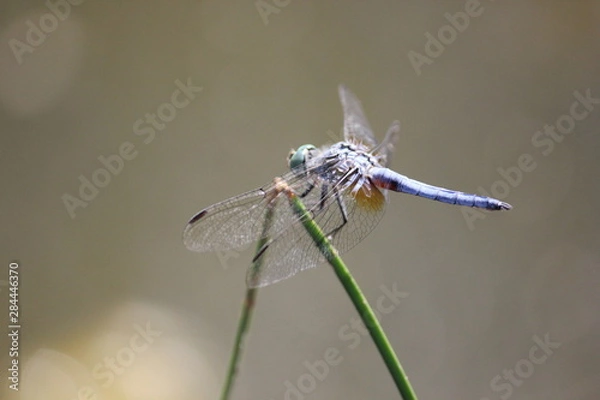 Obraz Dragonfly on Plant
