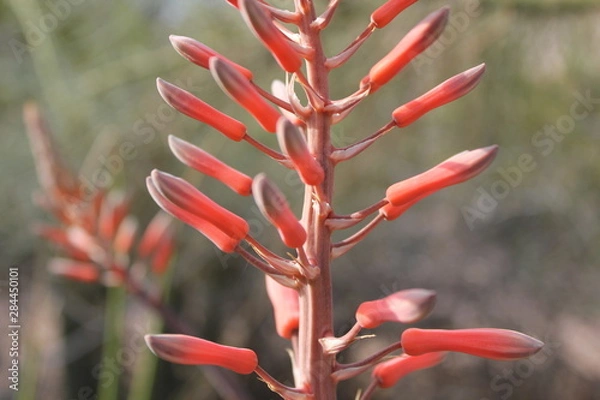 Obraz Desert Blossom