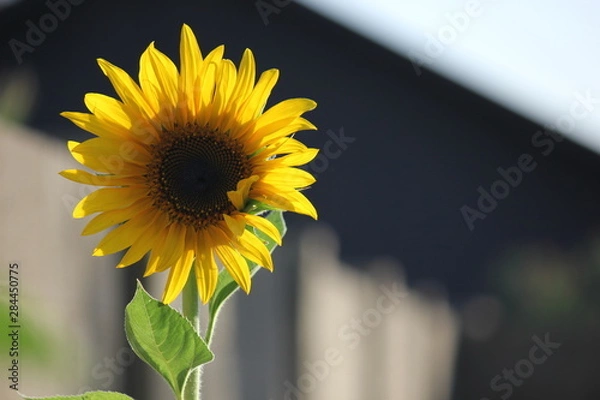 Obraz Sunflower Yellow