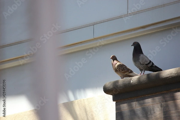 Obraz Pidgeon Friends