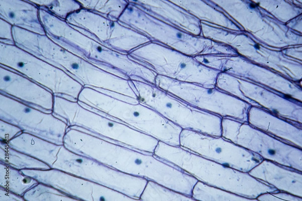 Fototapeta Microscopic image (Onion Epidermis)