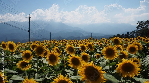 Fototapeta 一面のひまわり畑