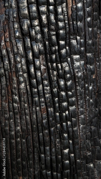 Fototapeta USA, Texas, Guadalupe Mountains National Park. Close-up of burnt tree trunk. Credit as: Don Paulson / Jaynes Gallery / DanitaDelimont.com