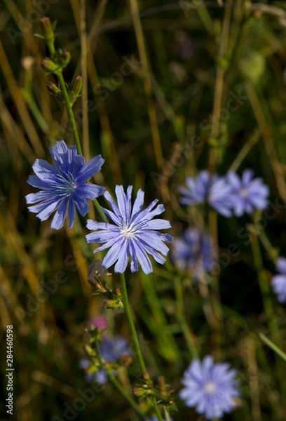 Obraz Chicory in bloom, Cichorium intybus, sunflower family, Shenandoah National Park, VA