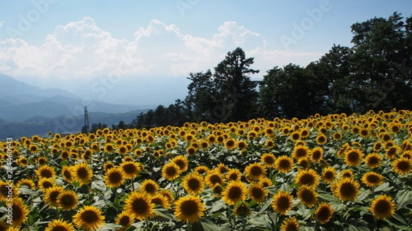 Fototapeta 一面のひまわり畑