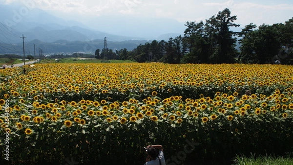 Fototapeta 一面のひまわり畑