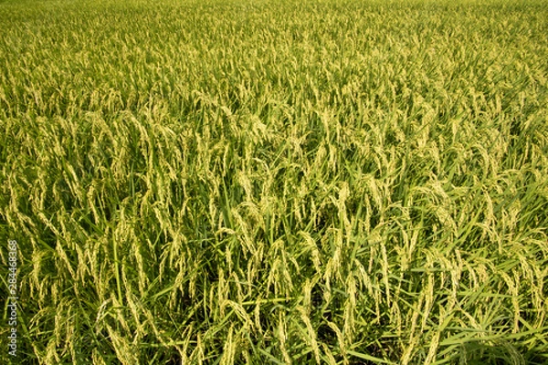 Fototapeta お米できたよ