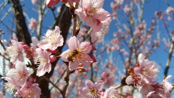 Obraz flowers in spring