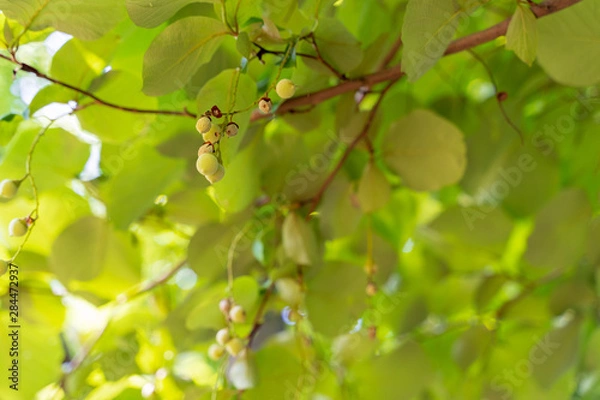 Fototapeta ハクウンボク