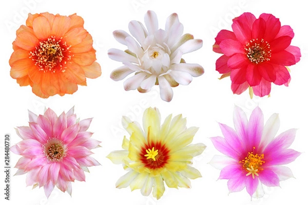 Fototapeta Set of bloom colorful flowers cactus with isolated on white background