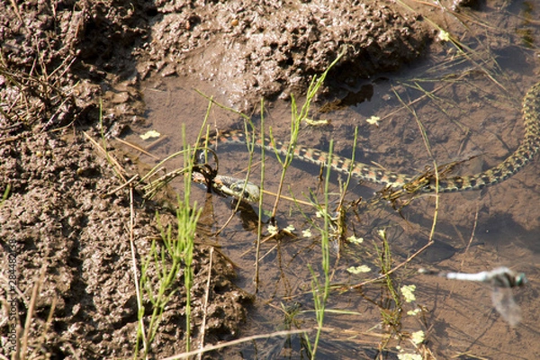 Fototapeta ヤマカガシ