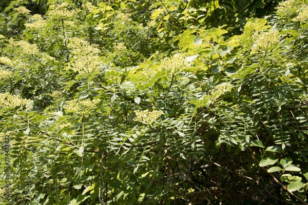 Fototapeta 山椒の花