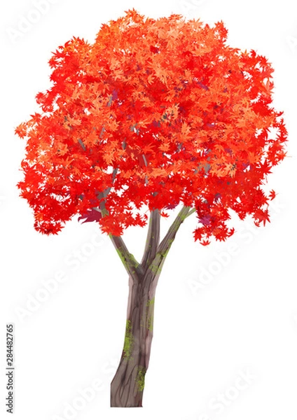 Fototapeta もみじの木