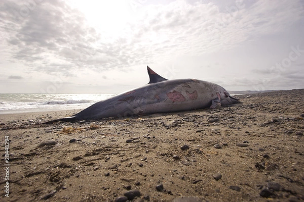 Obraz Dead Dolphin 06