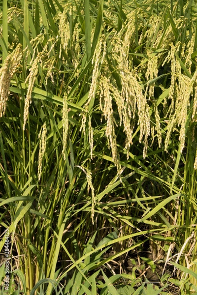 Fototapeta お米できたよ