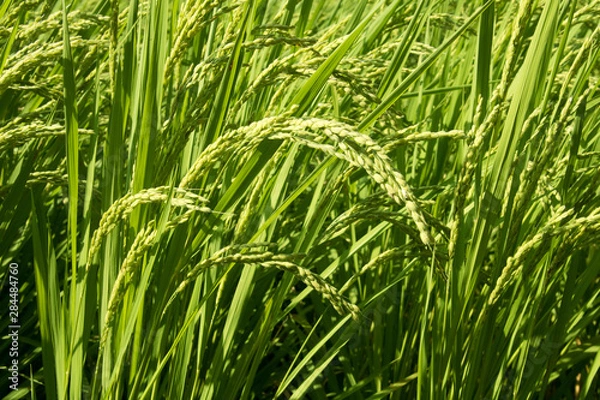 Fototapeta お米できたよ